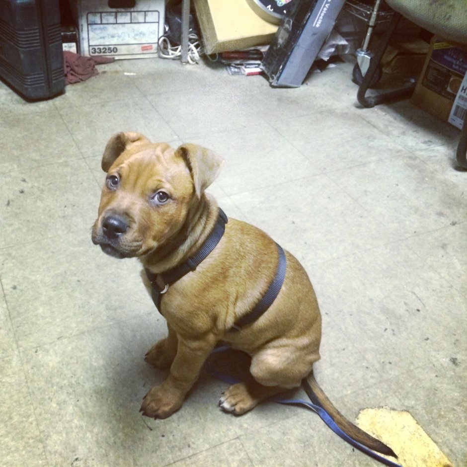 Стаффордширский терьер с шарпеем