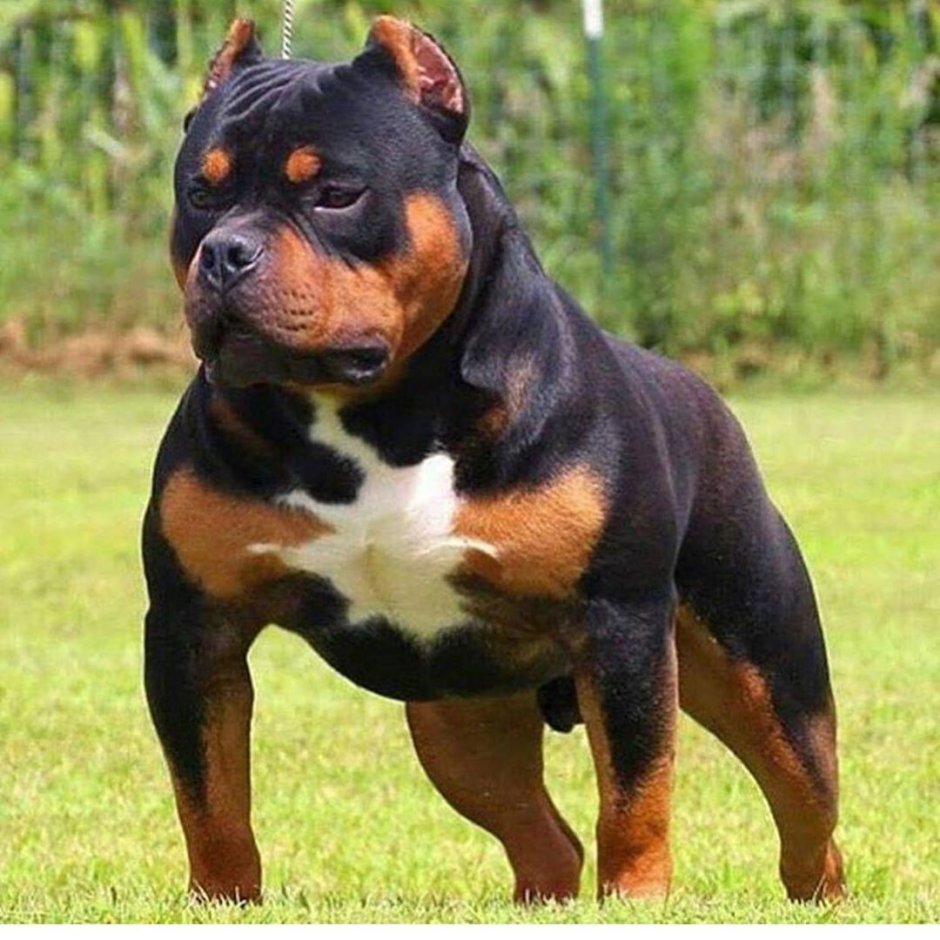 Ротвейлер и питбуль