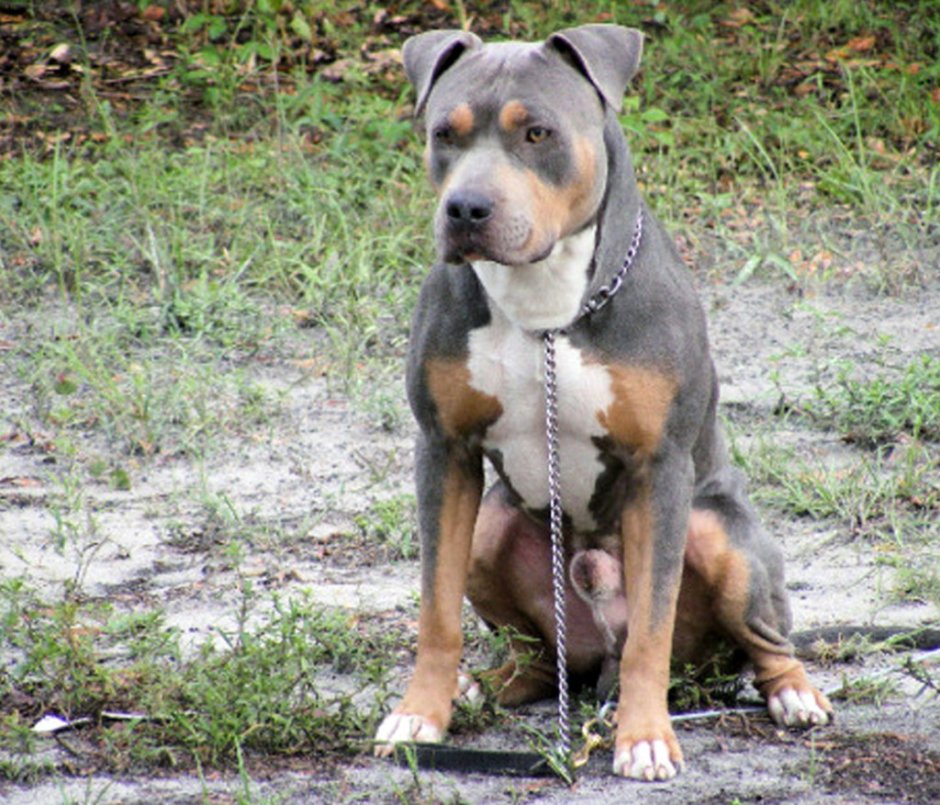 Ротвейлер Стаффорд смесь