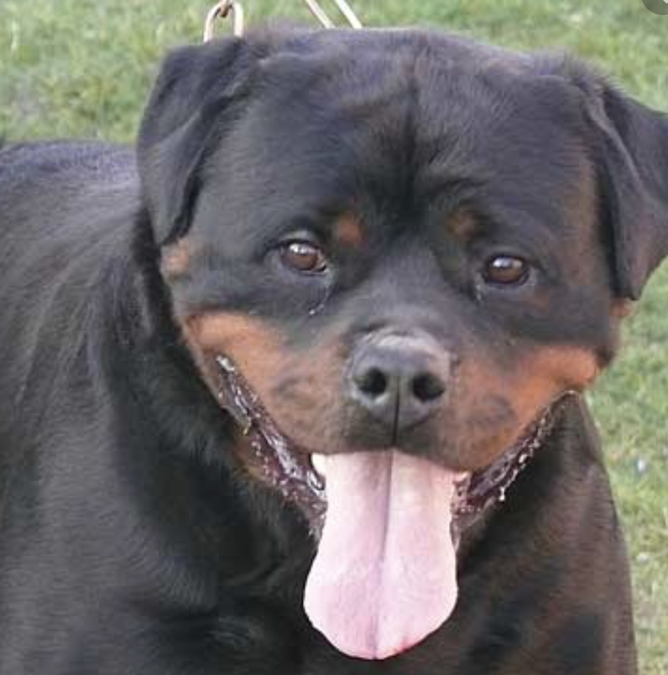 Ротвейлер скрещенный с питбулем