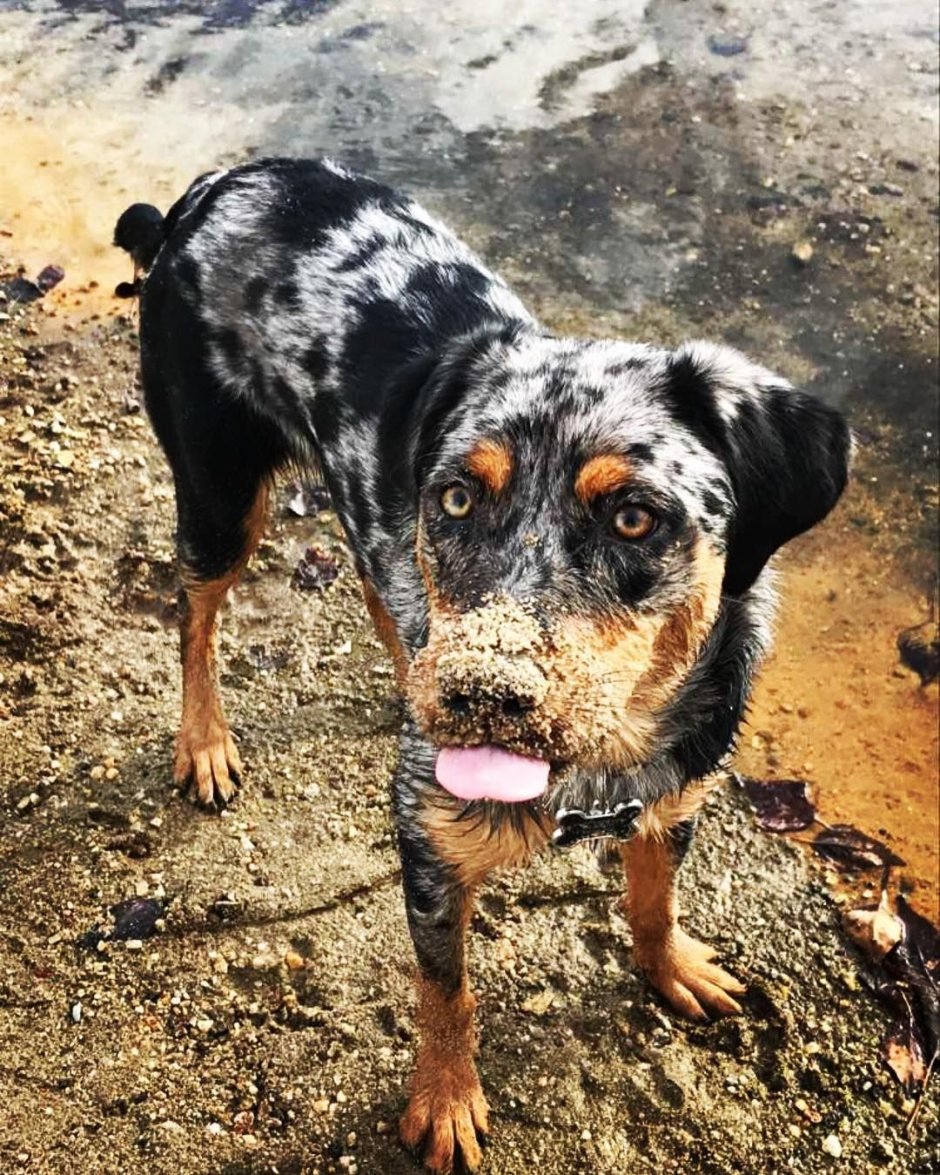 Ротвейлер Мерль