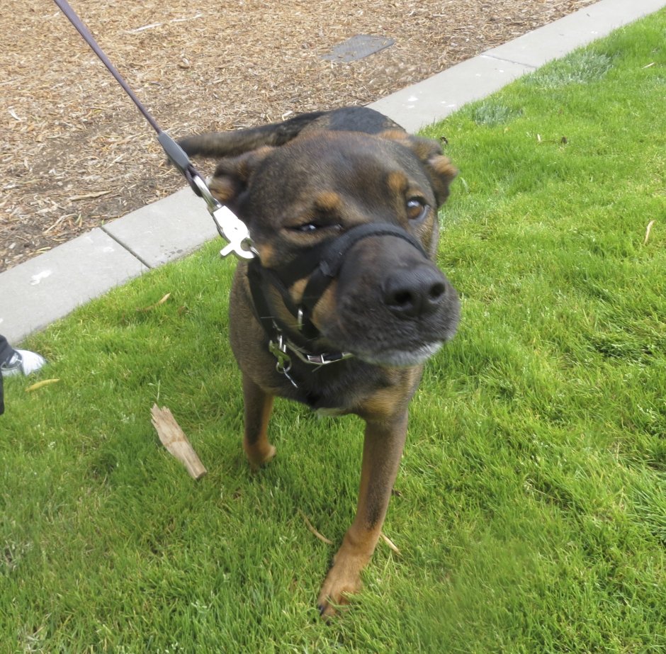 Ротвейлер Стаффорд смесь