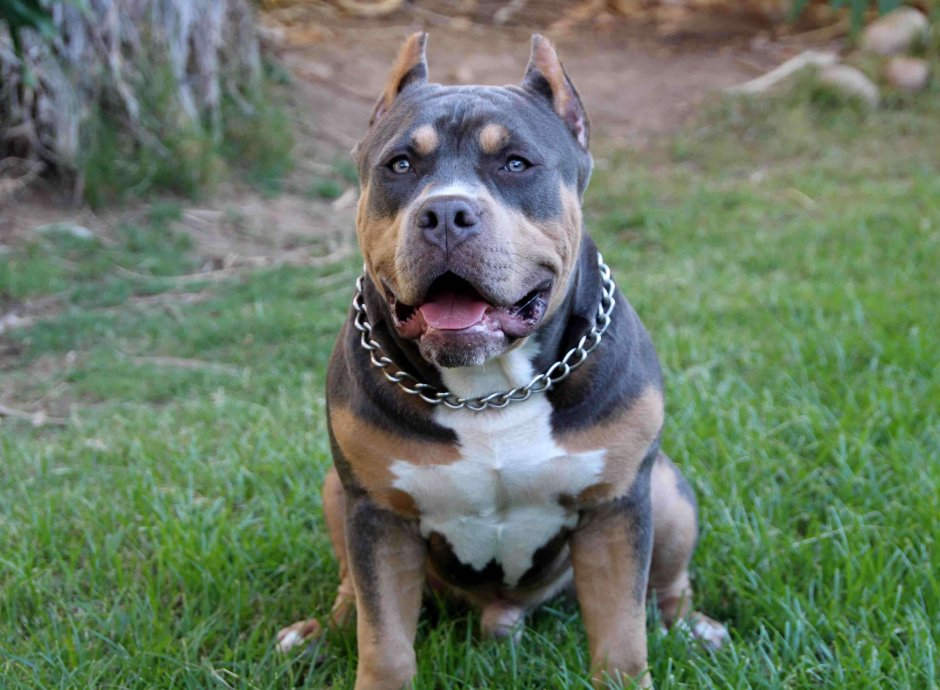 Амстафф и ротвейлер