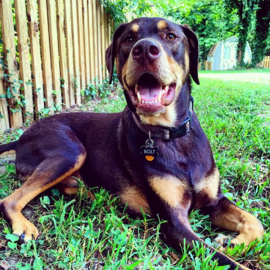 Метис добермана и лабрадора