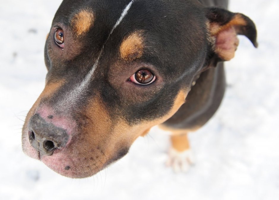 Ротвейлер и питбуль