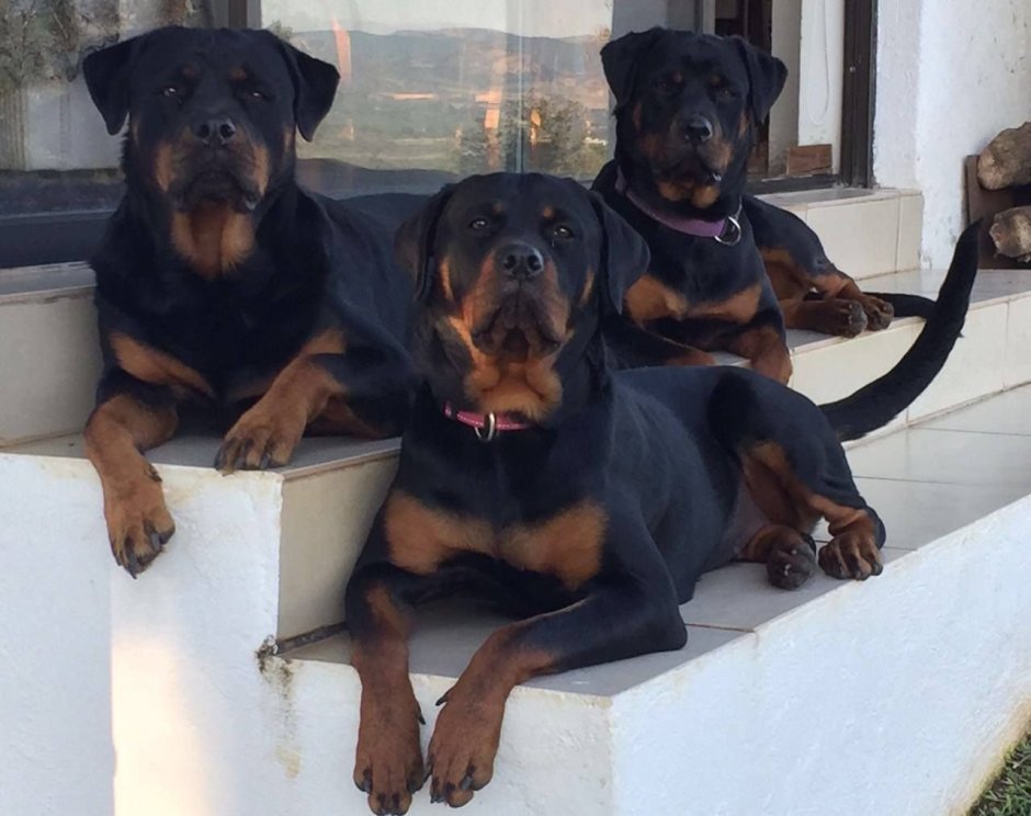 Доберман ротвейлер овчарка,дог
