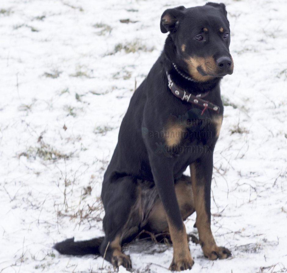 Метис овчарки и ротвейлера