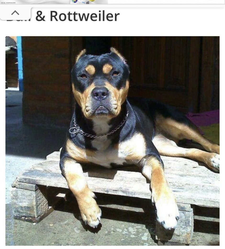 Ротвейлер Стаффорд смесь