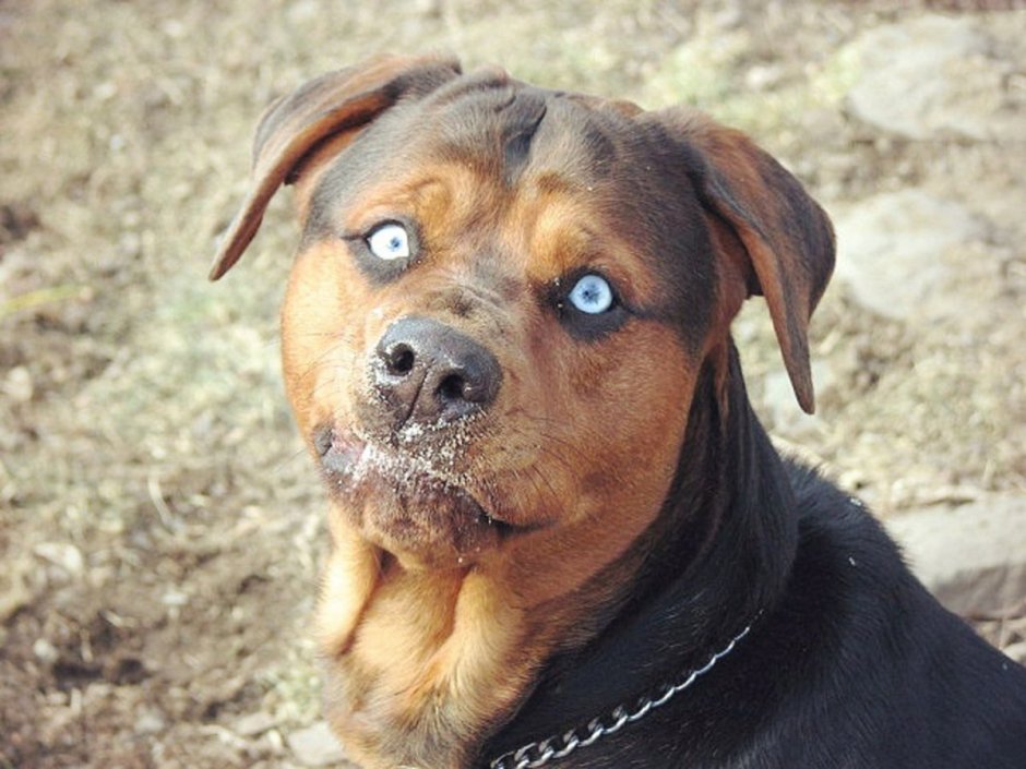 Ротвейлер Стаффорд смесь