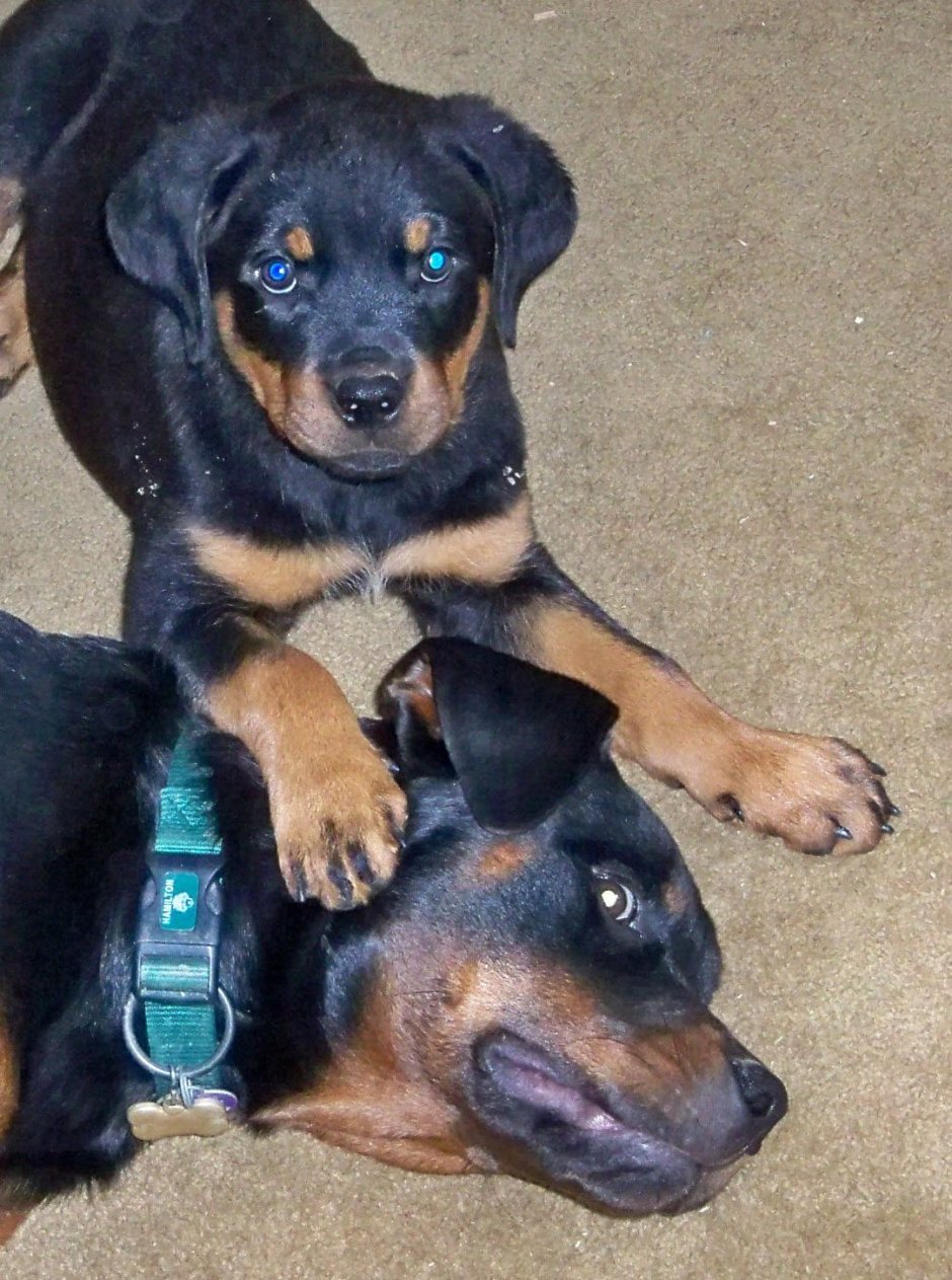 Питбуль ротвейлер Доберман