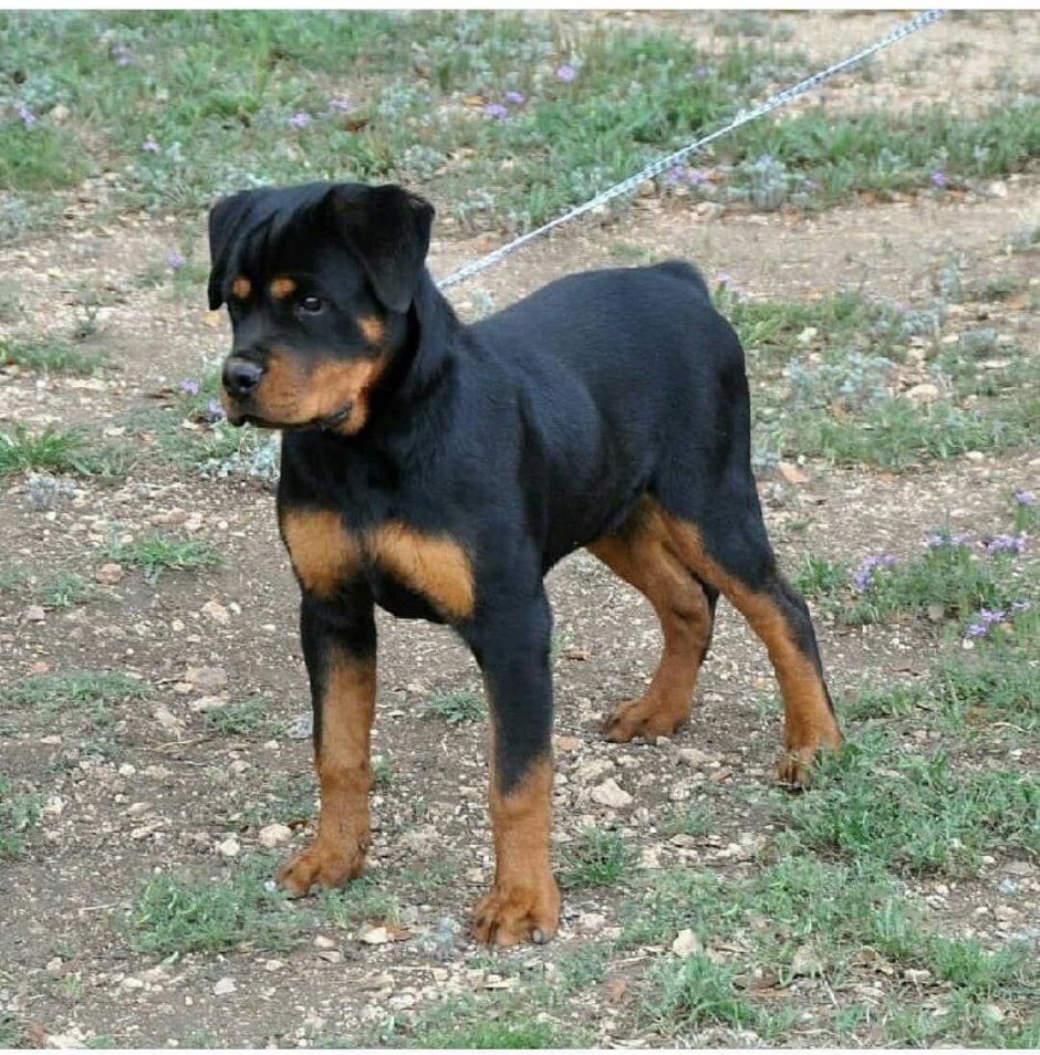 Метис ротвейлера