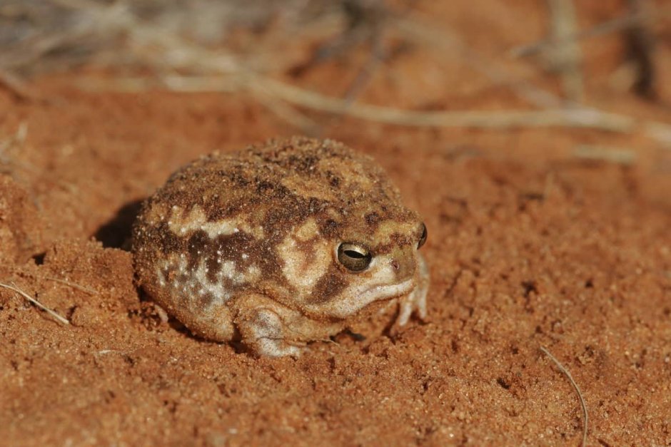 I'M tiny, Angry, Desert Rain Frog