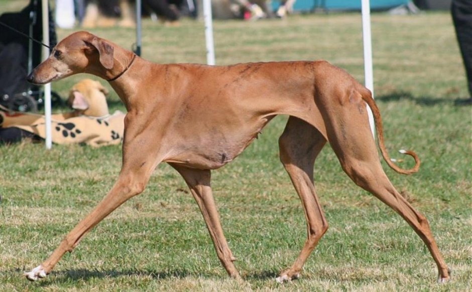 Азавак Африканская борзая