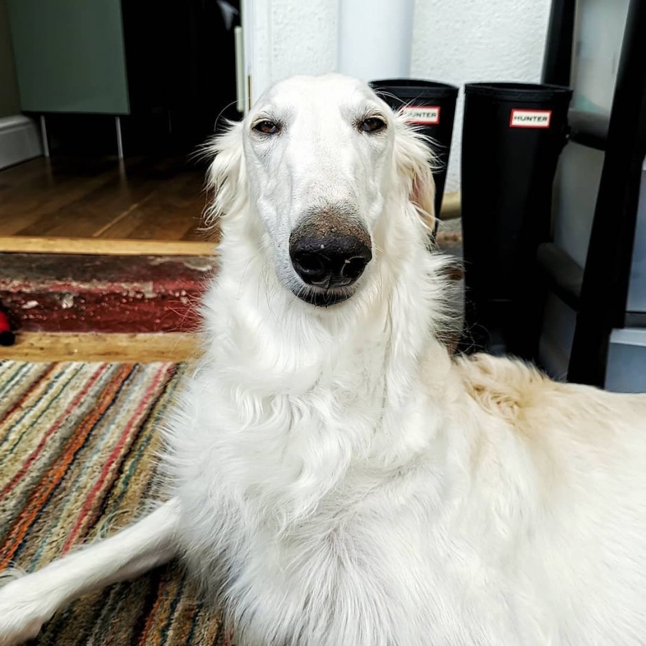 Русская борзая