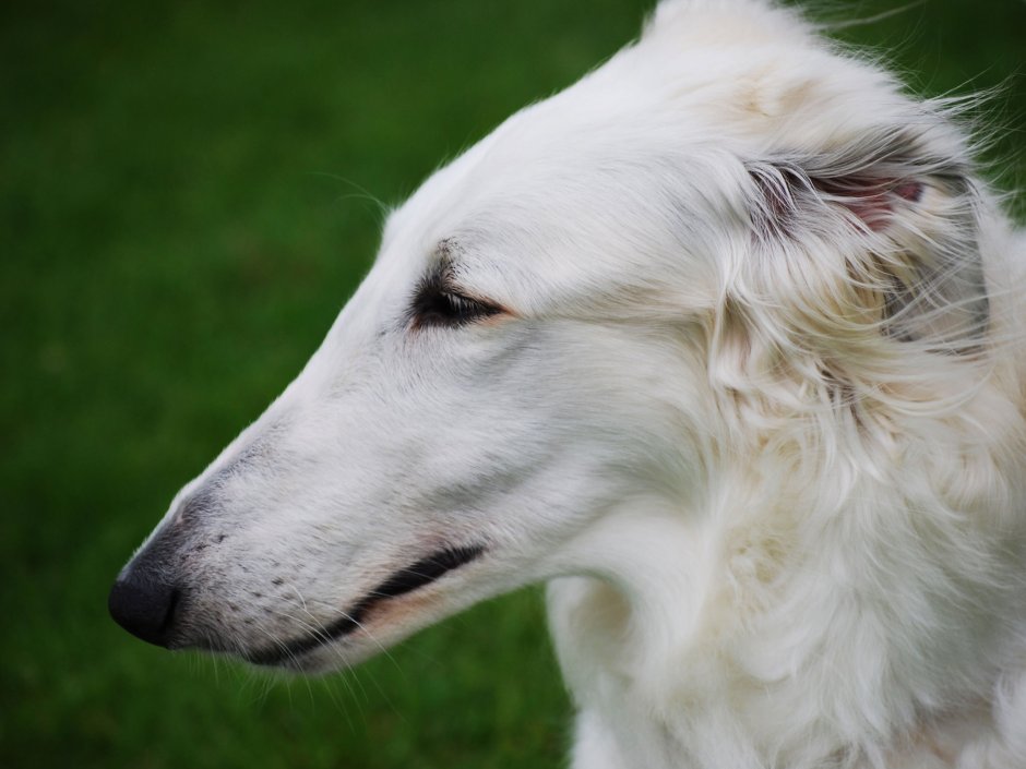 Русская псовавая борзая