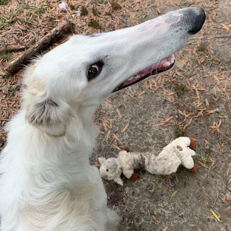 Борзая Эрис собака