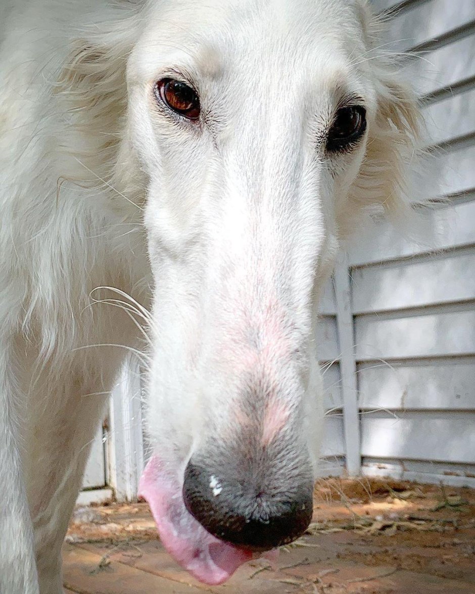 Русская псовая борзая Эрис