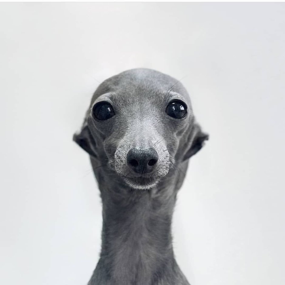 Древнеегипетская Левретка