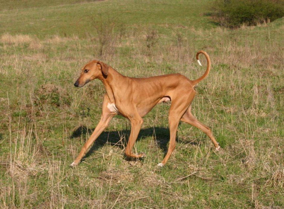 Рыжая собака худая