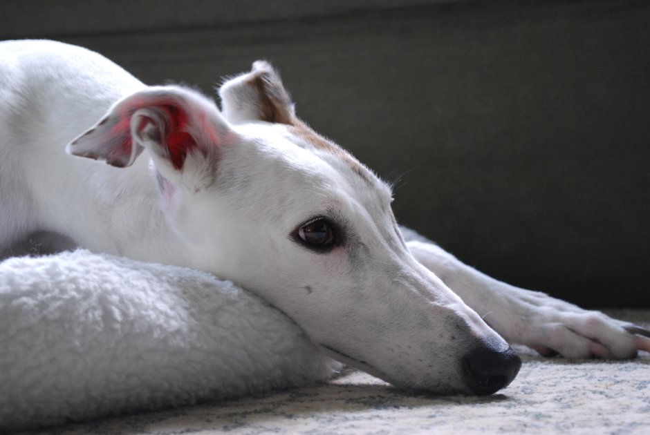 Грейхаунд собака белая