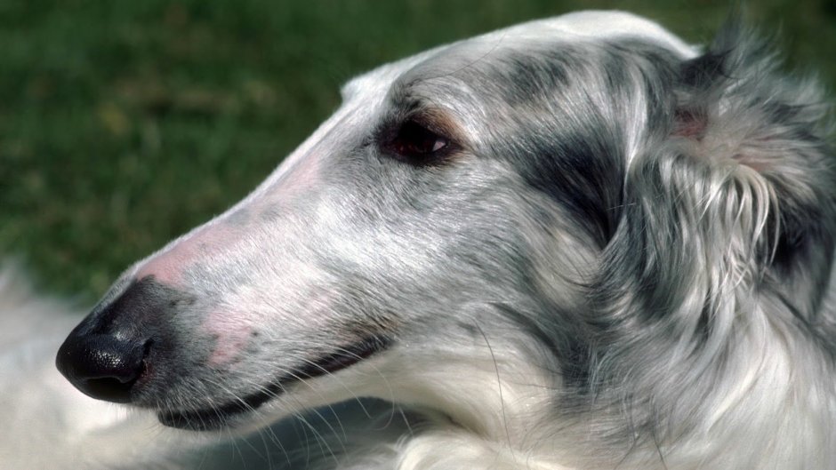 Русская псовая борзая с длинным носом