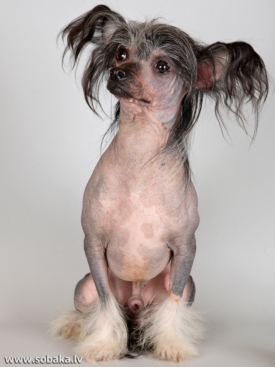 Собаки породы китайская хохлатая