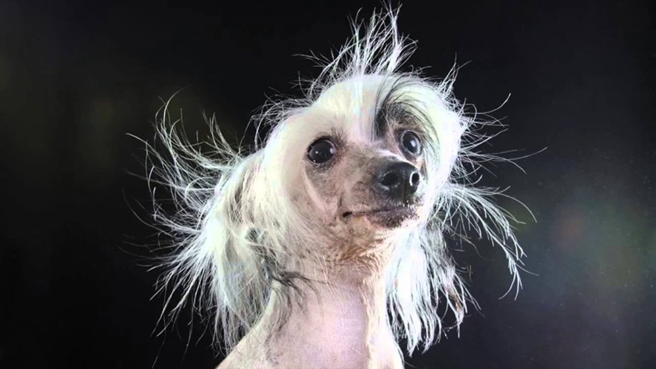 Китайская хохлатая собака лысая