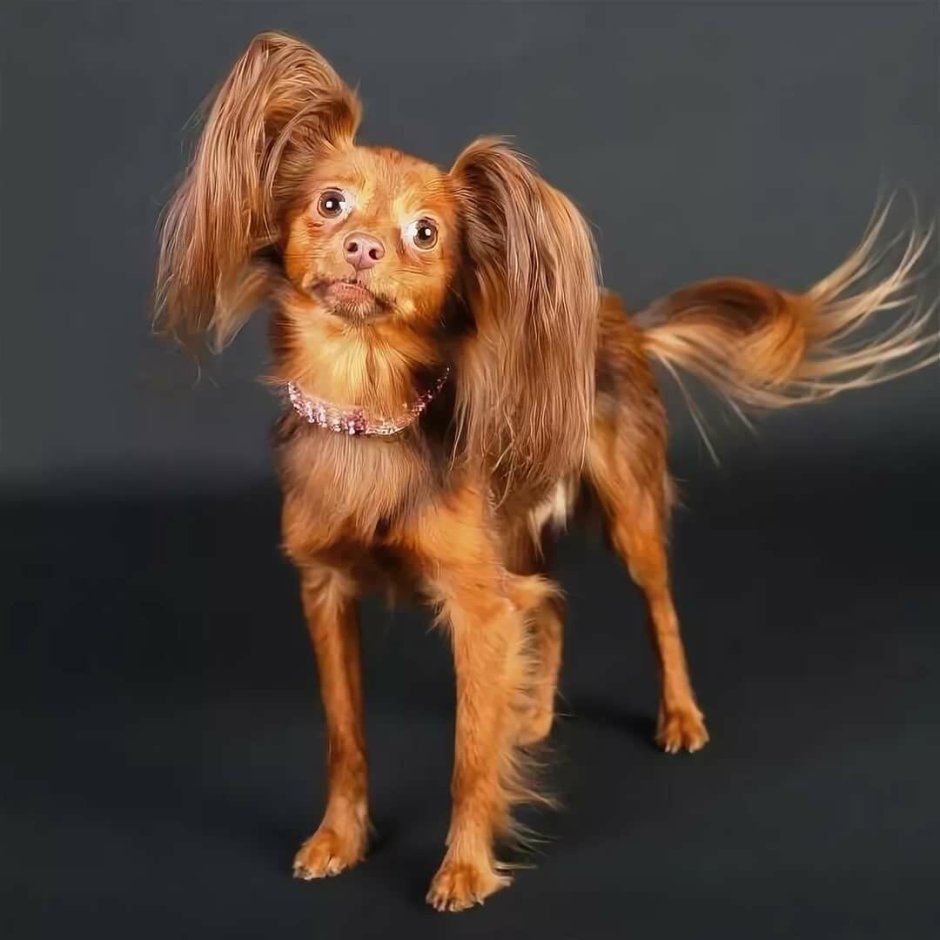 Тойтейрей длинношерстная