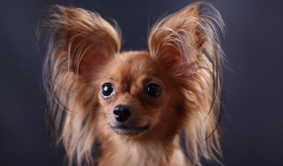 Терьер Ушастый