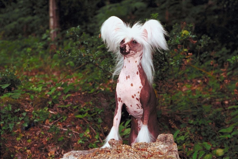 Лысая хохлатая собака