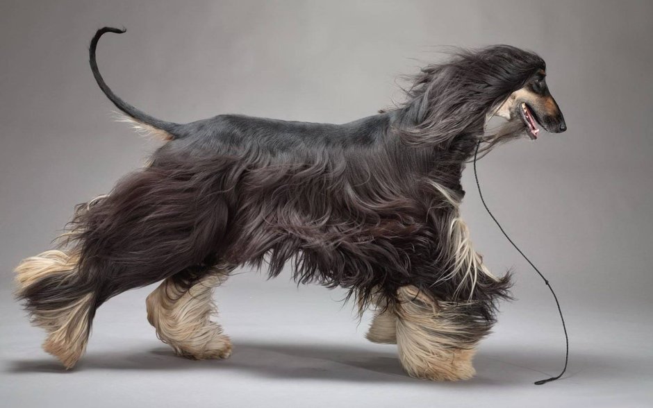 Чихуахуа Мерле длинношерстный