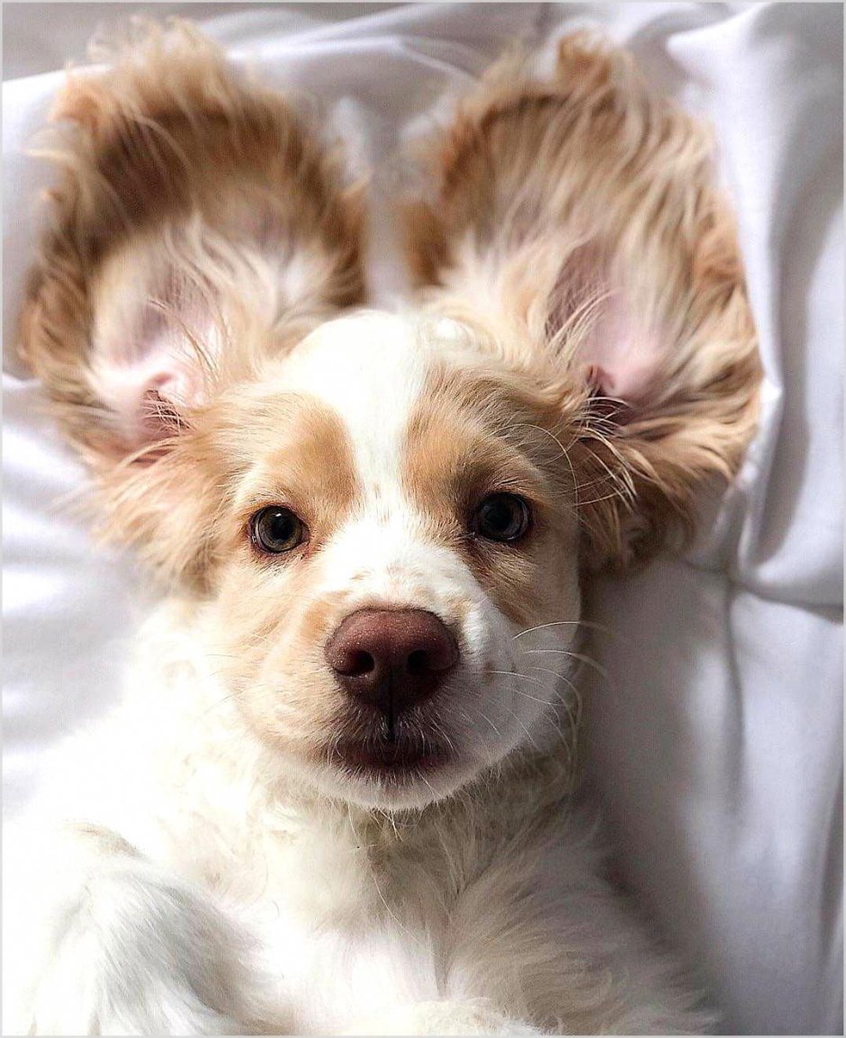 Эстетика щеночков