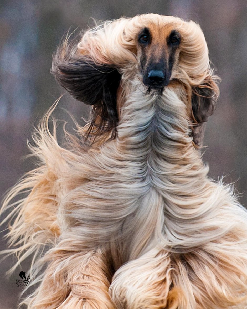 Афганская борзая овчарка