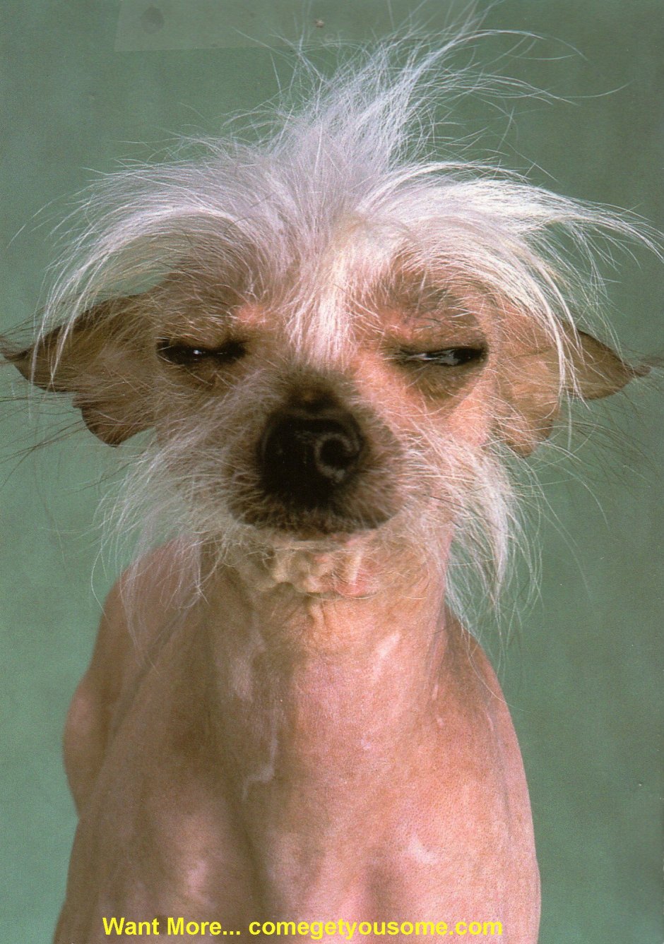 Чихуа китайская хохлатая