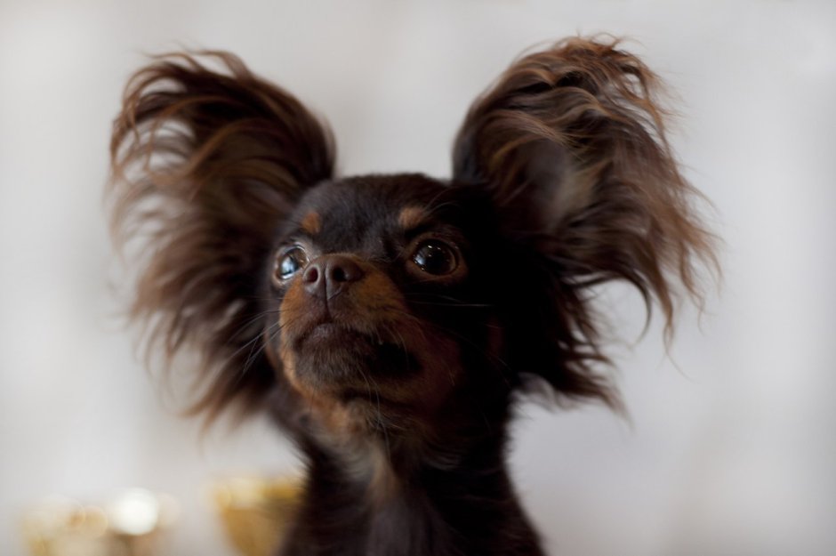 Той терьер длинношерстный