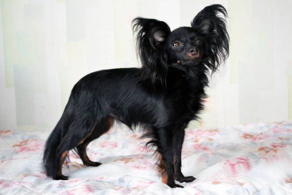 Московский той терьер длинношерстный