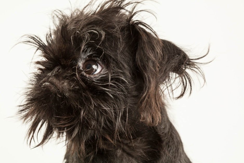 Брюссельский гриффон черный