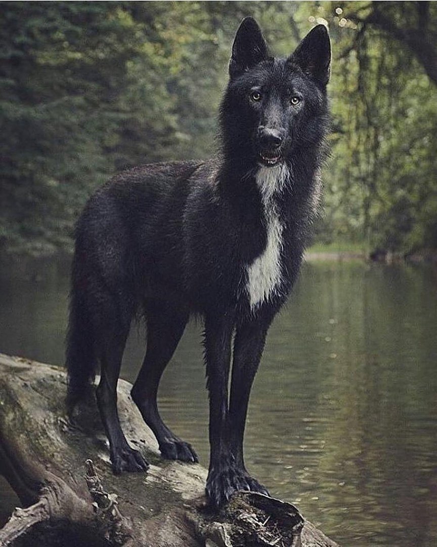 Саарлосский вольфхунд