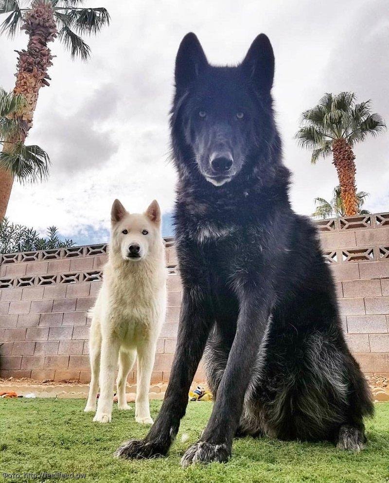 Волкособ гибрид волка