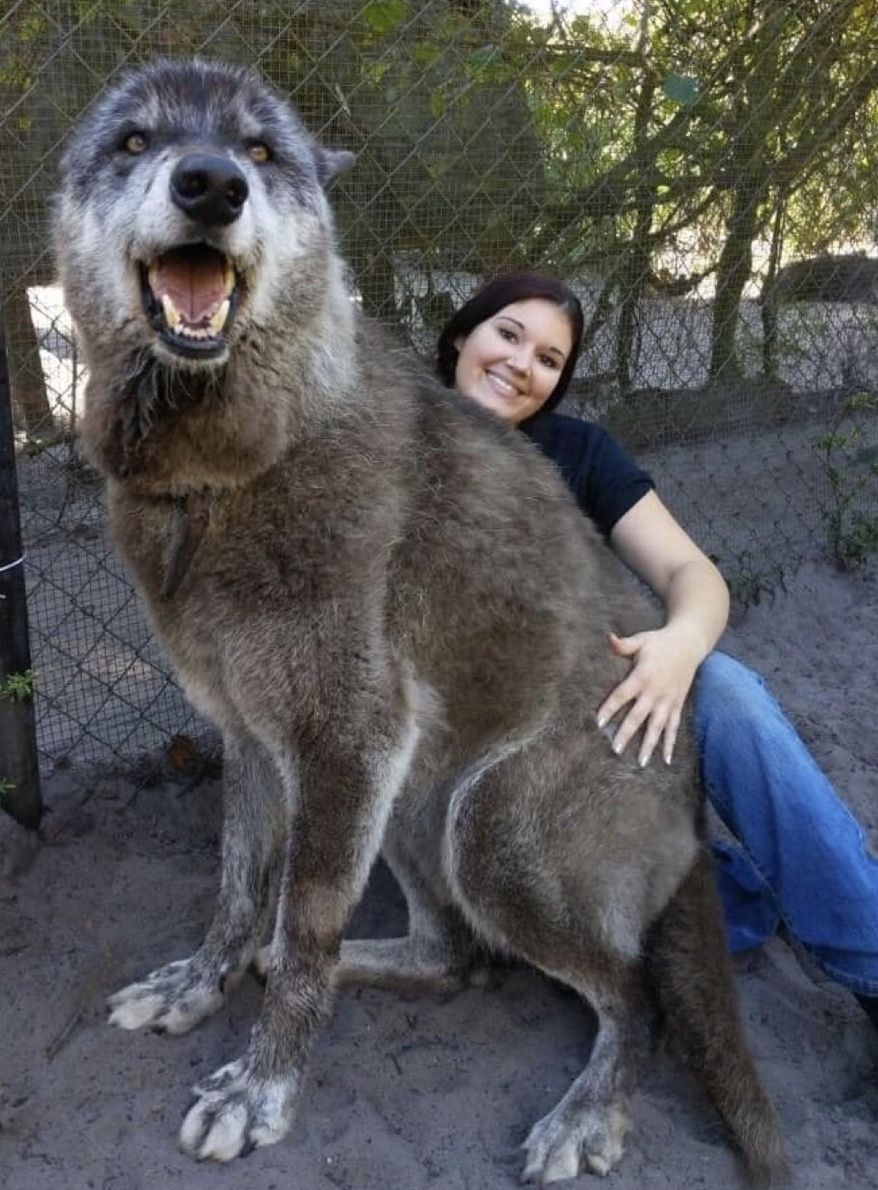 Гигантский волкособ Юки