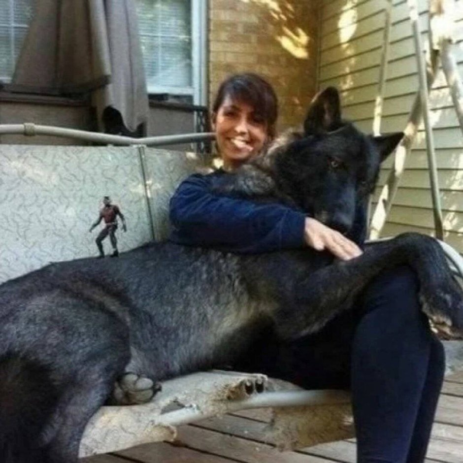 Юлия Иванович вольфхунд