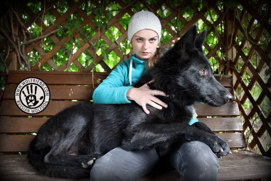 Русский вольфхунд