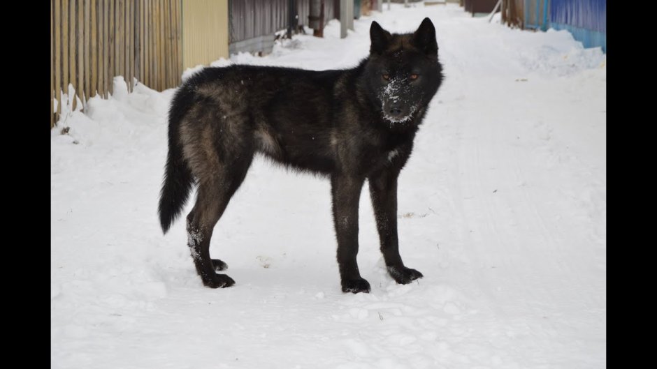 Метис маламута и канадского волка