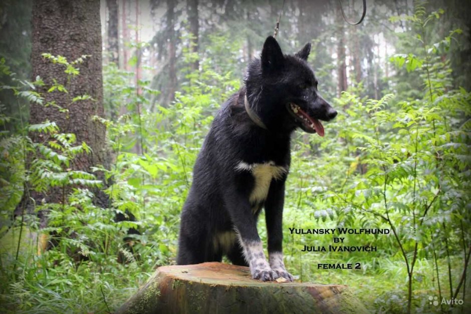 Питерский вольфхунд
