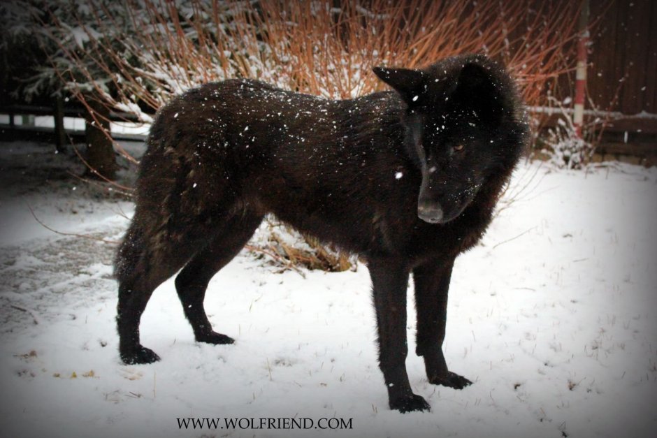 Собака волкособ черный
