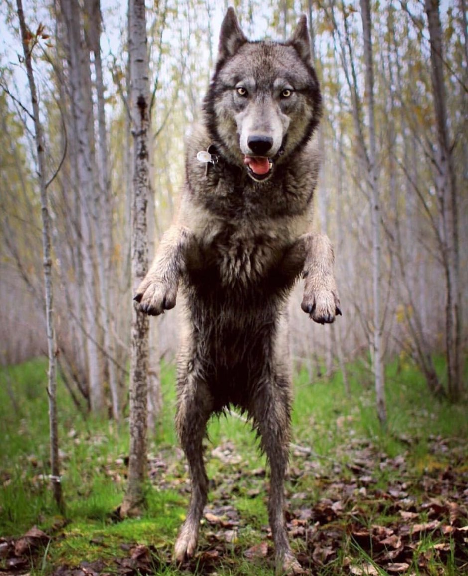 Волкособ и волкодав