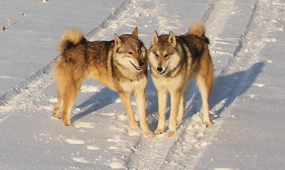 Порода Волэнд