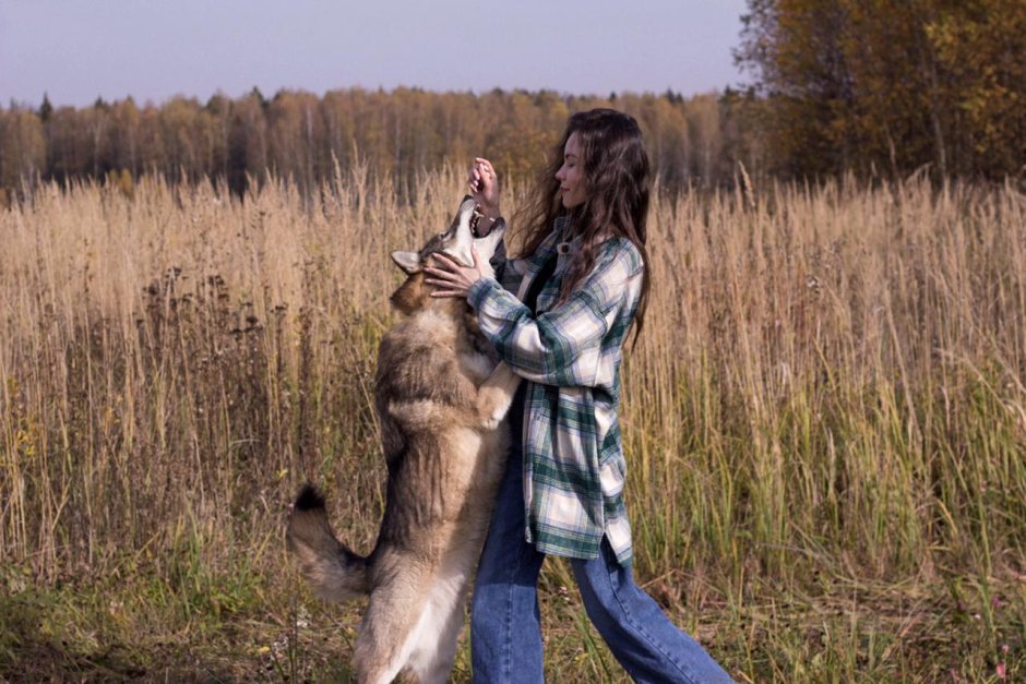 Волкособ wolfriend
