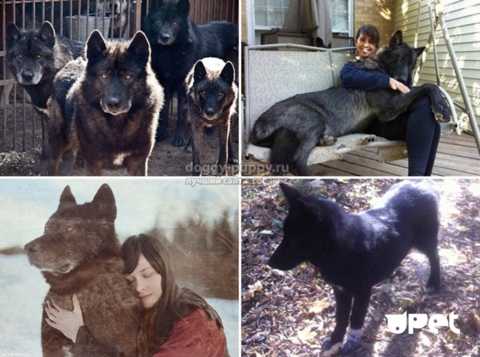 Аляскинский вольфхунд