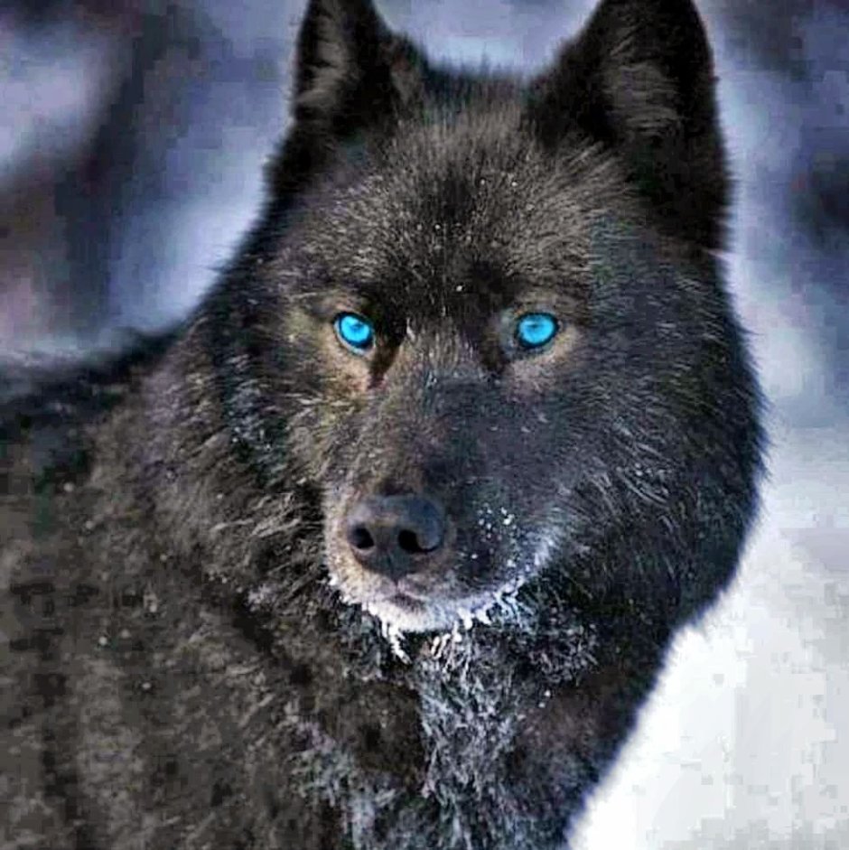 Волкособ хаски черный